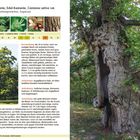 Titel: Ess-Kastanie, Edel-Kastanie, Castanea sativa. Bildbeschreibung: Großer Baum mit rauer Rinde und kastanienähnlichen Blättern.