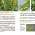 Atrichum undulatum: Beschreibung und Lebensweise, Erkennungsmerkmale, Verbreitung. Enthält lateinische Namen und ökologische Infos.