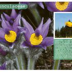 "Ranunculaceae" in großem Text, violette Blüten mit gelbem Zentrum, kleineres Bild mit gelben Blüten und Bäumen.