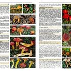 Seite mit detaillierten Beschreibungen und Fotos von Pilzen. Namen wie Kegeliger Saftling, Rotstieliger Dünn-Saftling.