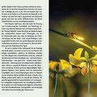 Schneckenlab bei Dunkelheit, Seite 20: Schönheit und Trauer. Gelbes Glühwürmchen auf einem Blatt leuchtet über gelben Blumen.