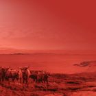 Rote Landschaft mit Hochlandrindern am Ufer eines Sees, Hügel im Hintergrund.
