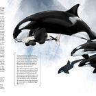 Text beschreibt biologische Parallelen von Orcas zum Menschen. Illustration zeigt eine Gruppe schwimmender Orcas.