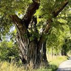 JULI 2027. Ein großer, uriger Baum mit verdrehtem Stamm und üppigem Blattwerk steht neben einem schmalen Weg.