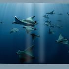 Es gibt keinen Text. Zu sehen sind mehrere Rochen und ein Taucher, die in einem tiefblauen Ozean schwimmen.