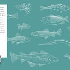 Text über schlafende Fische. Illustration: Kind im Bett, umgeben von skizzierten Fischen auf türkisem Hintergrund.