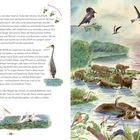 Seite 20. Abgebildet sind Wasserbüffel im Fluss, Vögel am Himmel und detaillierte Illustrationen von Pelikanen und anderen Tieren.