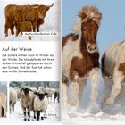 Auf der Weide: Tiere im Schnee, Esel, Hochlandkuh, Fjordpferde, Islandpferde, Schafe. Winterlandschaft.