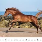 „Hazel“ steht im Vordergrund. Ein braunes Pferd galoppiert am Strand, im Hintergrund Meer und Felsen. Unten steht „JANUAR“.