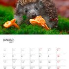 Januar 2027 Kalender mit einem Igel im Moos, der an einem Pilz knabbert.