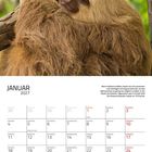 Kalenderseite Januar 2027. Foto eines Faultiers, das an einem Ast hängt. Text erklärt Faultierschlaf und Temperatur.