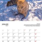 Januar 2027, Kalender. Zwei Quokkas auf sandigem Boden, ein Quokka frontal, das andere seitlich. Oben „Annette & Joschua“.
