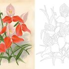 Links oben die Zahl 3. Links Malerei von roten und rosa Blüten, rechts eine Umrisszeichnung derselben Blumen.