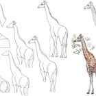 Zahlen "1", "2", "½" und gestrichelte Linien; Zeichnungen zeigen Giraffen in verschiedenen Stadien von Skizze bis Detail.