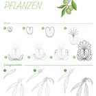 "PFPLANZEN" in grün. Oben rechts Olivenzweig. Anleitungen für Blume und Eukalyptusblätter in acht und sechs Schritten.