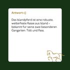 „Antwort c) Das Islandpferd ist eine robuste Rasse aus Island.” Illustration eines Pferdes unten rechts.