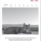 "MAI · JUNI", "22. WOCHE", Zitat von Hape Kerkeling über Katzen. Schwarz-weißes Foto einer liegenden Katze.