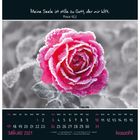 "Meine Seele ist stille zu Gott, der mir hilft." Psalm 62,2. Ein rosa-frostige Rose mit Kalender für Januar 2027.