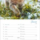 "Januar", "neujahr", "heilige drei könige", "Gesetzlicher Feiertag in BW, BY, ST". Kalender mit Foto einer Katze im Schnee.