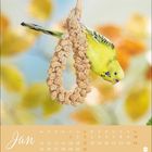 Kalenderseite mit "Jan" und Datumsangaben. Ein Wellensittich knabbert an einer Rispe, verschwommener Hintergrund.