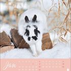 Jan, Mo-So, Daten 1-31 in rosa Tabelle. Hase im Schnee vor Holzscheiten und getrockneten Pflanzen.