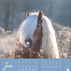 Text: "Jan" und Kalendarium für Januar. Ein Pferd mit langem, weißem Haar steht in einer winterlichen Landschaft.