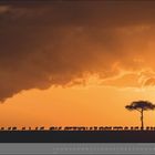 01 | JANUAR. Eine Reihe von Tieren zieht vor einem orangefarbenen Himmel entlang, neben einem einzelnen Baum.