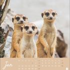 Kalender für Januar mit Erdmännchen. Drei Erdmännchen schauen neugierig. Baustellenhintergrund.