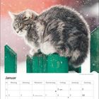 Januar, Kalender. Eine graue Katze sitzt auf einem grünen Zaun im Schnee, vor einem verschwommenen, roten Hintergrund.