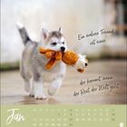 Ein Zitat sagt, ein wahrer Freund kommt, wenn der Rest geht. Ein Husky-Welpe läuft und trägt ein orangefarbenes Stofftier.