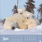 Jan; Monatskalender. 
Ein Eisbär mit zwei Jungen ruht im Schnee, umgeben von schneebedeckten Kiefern.