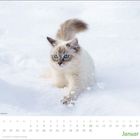 Kalendermonat Januar mit einer spielenden Katze im Schnee, grüne Zahlen für Sonntage.