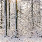 Am unteren Rand steht groß "01". Kalender von Januar. Winterlicher Wald mit Schnee bedeckt und Sonne zwischen Bäumen.