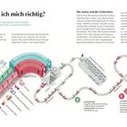 „Wie ernähre ich mich richtig?“ Diagramm zeigt zwei Wege des Zuckerstoffwechsels, basierend auf Kohlenhydrataufnahme.