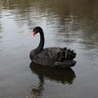 Ein schwarzer Schwan schwimmt ruhig auf einem Teich mit leicht gewellter Wasseroberfläche.