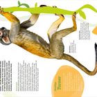 "Typisch Affe! Kletterkünstler mit Spezialausstattung", daneben ein Affe an einem grünen Zweig. Texte zu Aussehen und Fähigkeiten.