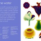 "On the water" beschreibt, wie Samen durch Wasser reisen. Links eine Liste mit Samenarten, rechts bunte Illustrationen davon.