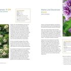 Kletter-Hortensie: Höhe 6-10 m, Breite 2-4 m, Blüte Juni/Juli. Malve: Höhe 60-200 cm, Breite 40-60 cm, Blüte Juli bis Oktober.
