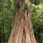Kalenderseite für Januar 2021 mit einem großen Baumstamm in einem Wald, umgeben von grünen Blättern.