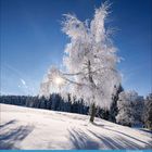 Kalendarium unten zeigt Januar mit einem verschneiten Baum und Sonnenstrahlen, die durch die Äste brechen.
