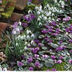 Kalendarseite für Januar mit Schneeglöckchen und violetten Blumen vor alten Ziegeln und Moos.