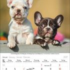 Kalenderblatt für Januar 2027. Zwei französische Bulldoggenwelpen schauen über einen Holzzaun.