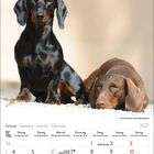 Kalenderseite für Januar 2027. Zwei Dackel, einer sitzt, einer liegt entspannt auf Kieselsteinen.