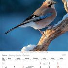 Kalenderblatt für Januar 2027. Großes Foto mit Eichelhäher auf schneebedecktem Ast, blauer Hintergrund.