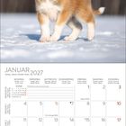 „JANUAR 2027“ steht oben. Ein flauschiger Welpe steht auf schneebedecktem Boden unter einem blauen Himmel.