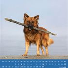 Kalender Januar 2027, Wochentage und Daten auf blauem Hintergrund. Ein Hund hält einen Stock am Strand.