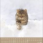 Kalenderblätter für Januar 2027 unten. Eine getigerte Katze schreitet durch Schnee auf den Betrachter zu.