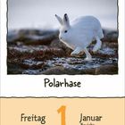 Text oben: "Polarhase". Unterer Bereich: "Freitag 1 Januar Neujahr". Ein Polarhase springt über schneebedecktes Gelände.