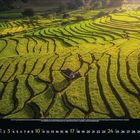Kalender: Januar 2023. Reisfelder mit geschwungenen, grünen Terrassen unter einem weichen, goldenen Licht im Hintergrund.