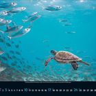 Kalender Januar, blaue und weiße Zahlen. 
Illustration: Meeresschildkröte schwimmt in einem Schwarm silberner Fische.